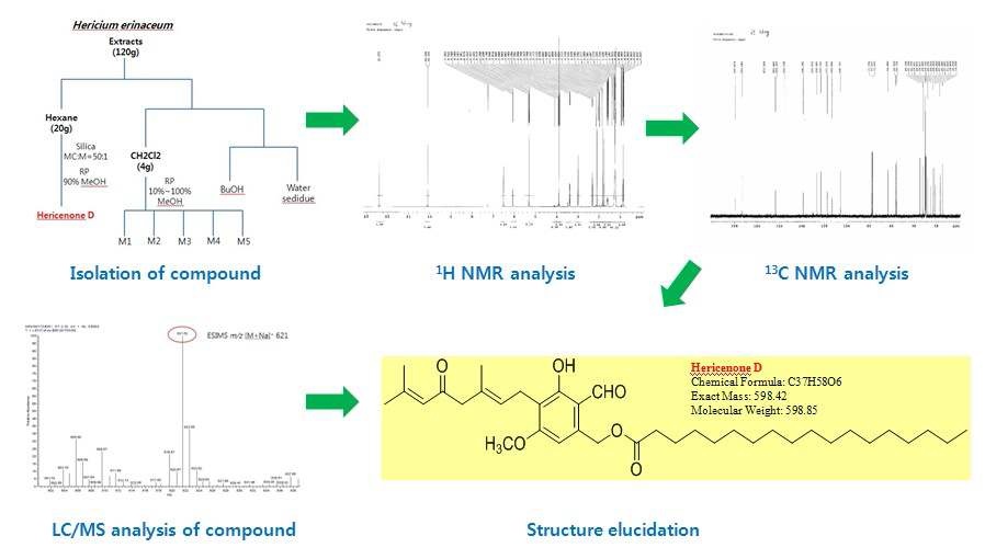 그림11. 노루궁뎅이버섯유래 유효성분 분리 및 구조구명(Hericenone D) 모식도