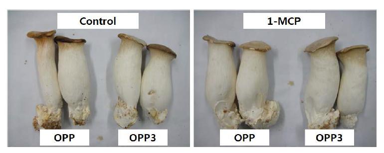 큰느타리버섯 1-MCP 및 MA 처리에 따른 3주 저장+2일 상온유통 후 외관