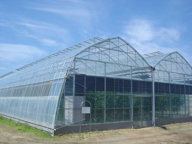 Fig. 13. Photograph of tomato greenhouse.