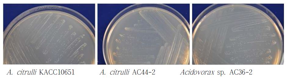 NA 배지에서 생장한 수박 Acidovorax spp.의 콜로니.