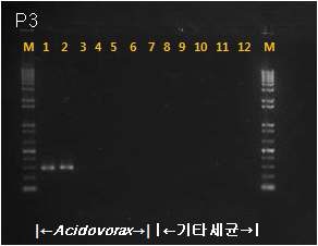 선발된 수박과일썩음병균 검출용 프라이머의 특이성