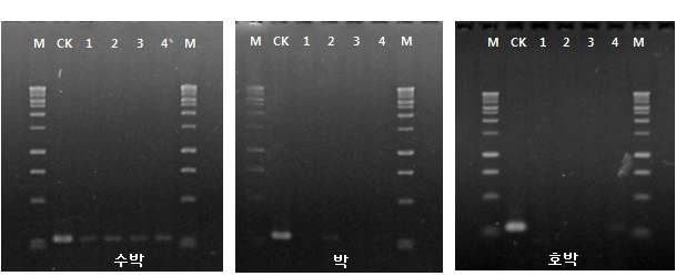 인공접종과 자연감염된 잎에서 프라이머의 과일썩음병균 검출