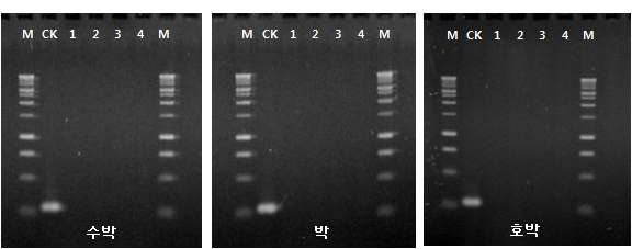 인공접종과 자연감염된 종자에서 프라이머의 과일썩음병균 검출