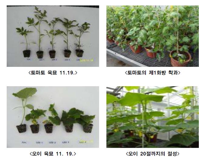 그림 5. LED 광원을 이용한 토마토, 오이 육묘 및 후기 소질
