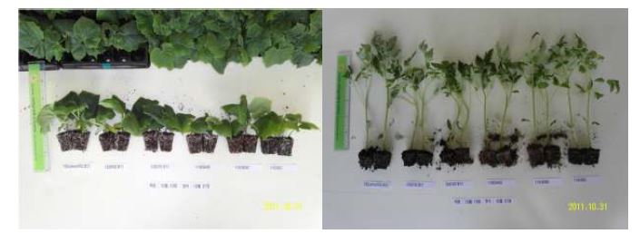 그림 7. LED 광량과 광질에 따른 오이와 토마토 유묘의 생장반응