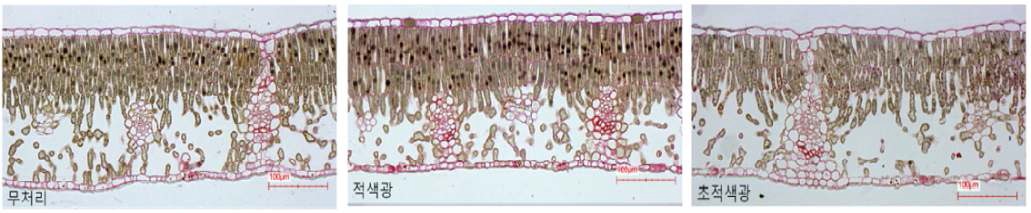 그림. 6. LED 광원별 처리에 따른 ‘후지’ 사과의 엽육 조직