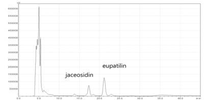 그림 9. 약쑥의 유파틸린과 자시오시딘 검출 다이아그램