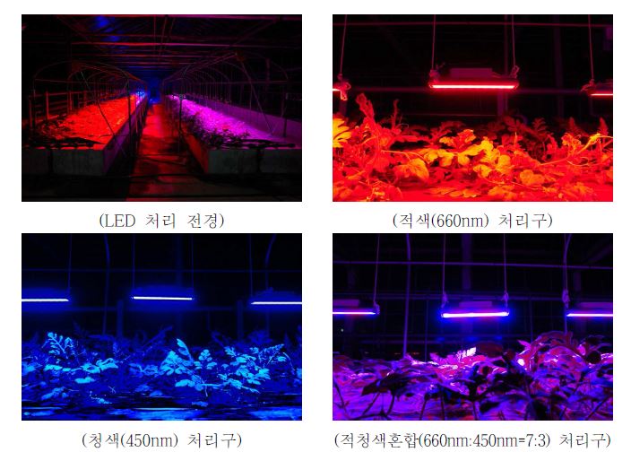 그림 1. 적색, 청색 및 적청혼합색 LED하에서 생육하는 수박
