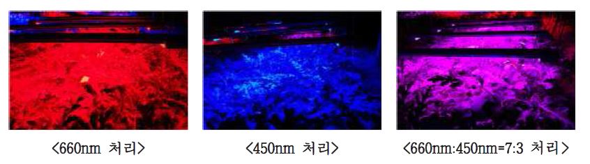 그림 2. 적색, 청색 및 적청혼합색 LED하에서 생육하는 수박