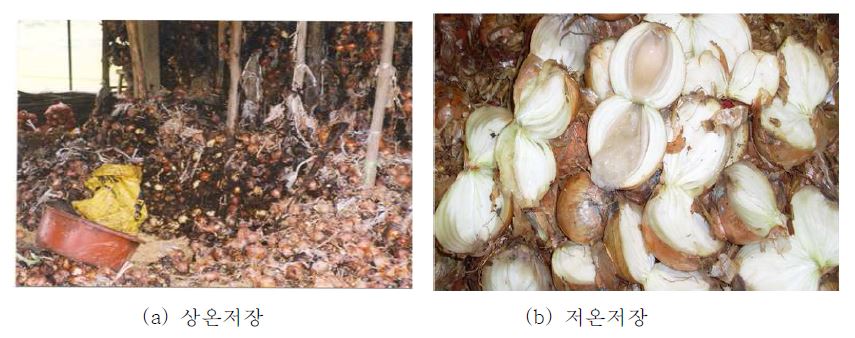 그림 1. 비상품구 양파의 발생