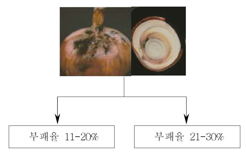 그림 4. 비상품 양파구의 부패정도