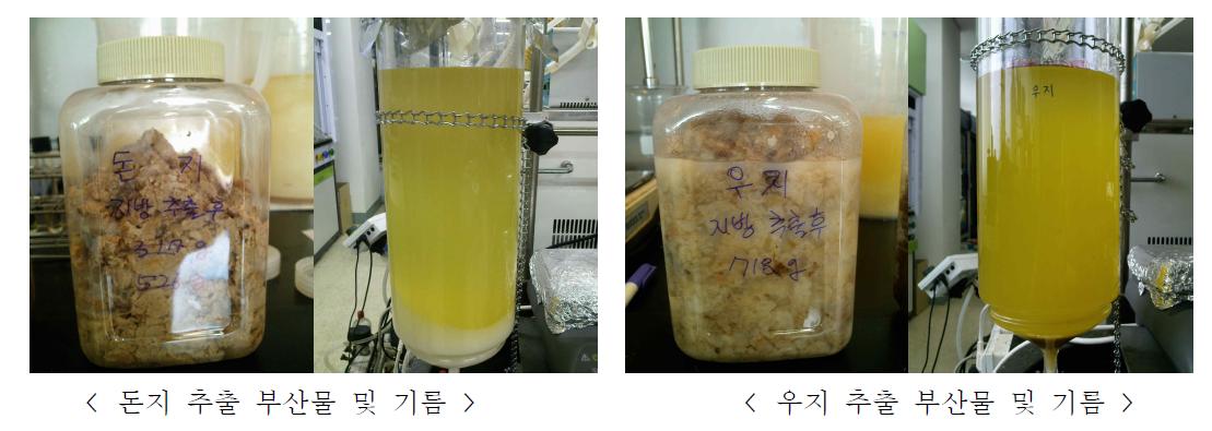 Autoclave 이용 오일 추출 부산물 및 추출 기름 (좌: 돈지, 우: 우지, 120℃)