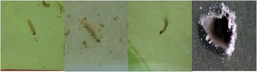 그림8. 화랑곡나방 유충의 침투사진(왼쪽)과 구멍주위 가해사진(오른쪽)