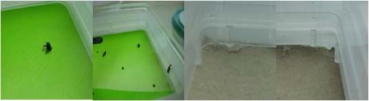 그림 10. 어리쌀바구미 성충의 침투사진(왼쪽)과 가장자리 가해사진(오른쪽)