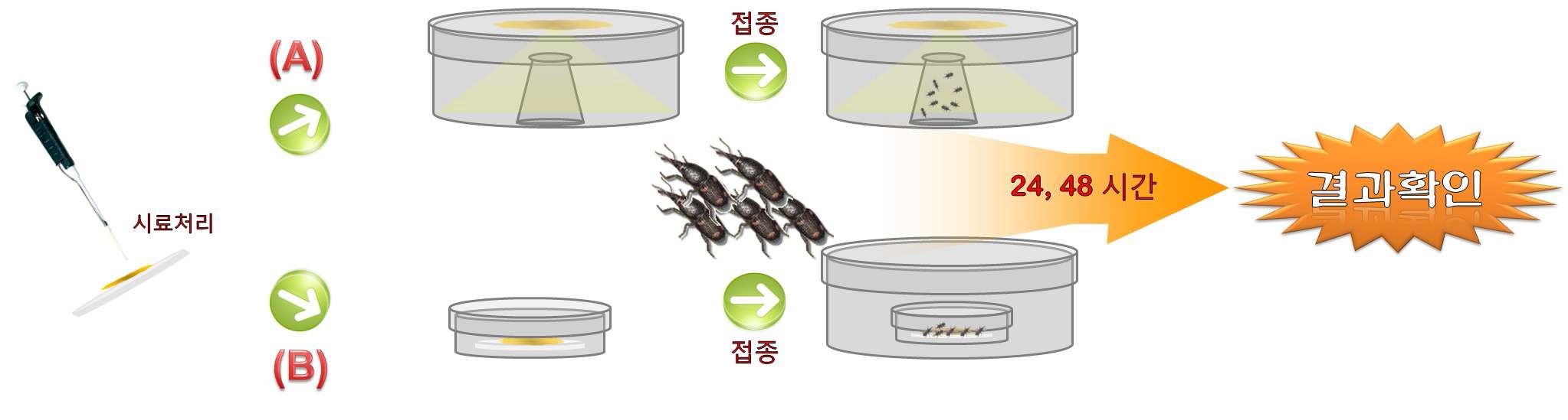 그림 3. 쌀바구미 및 어리쌀바구미 생물검정법 (A)훈증법, (B)직접접촉법