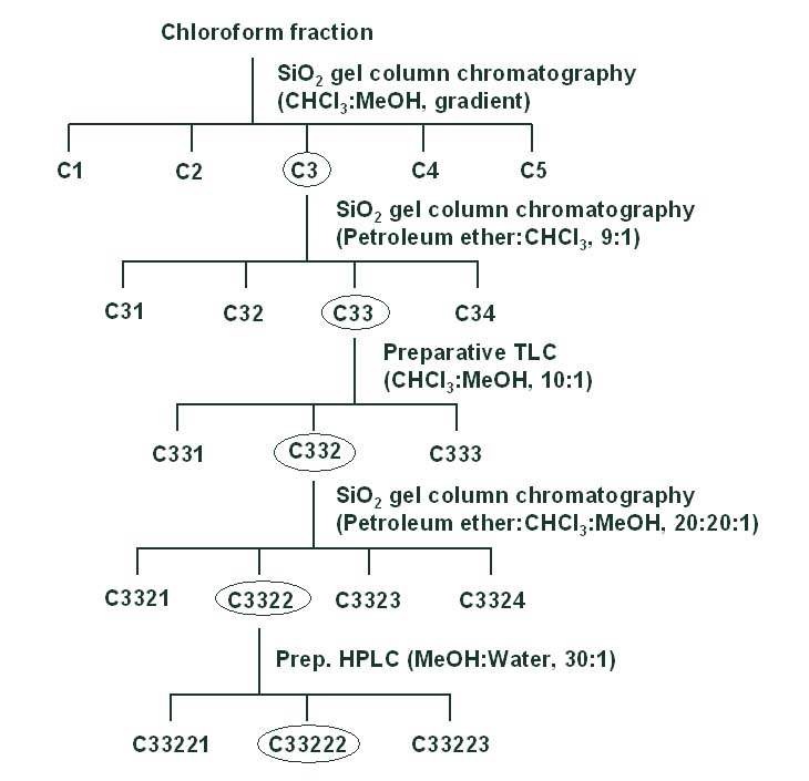 그림 5. 운향 (R. chalepensis ) 클로로포름 분획층의 컬럼크로마토그래피에 의한 분리정제