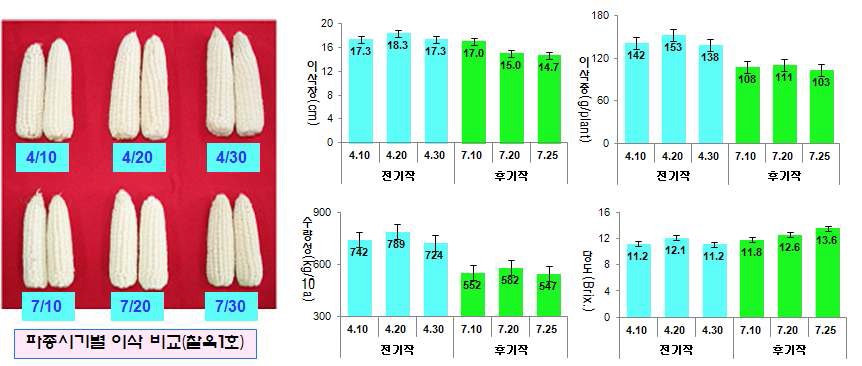 그림 5. 파종시기별 수량관련 형질 비교(찰옥1호)