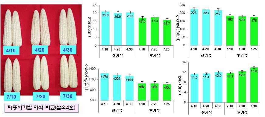 그림 7. 파종시기별 수량관련 형질 비교(찰옥4호)