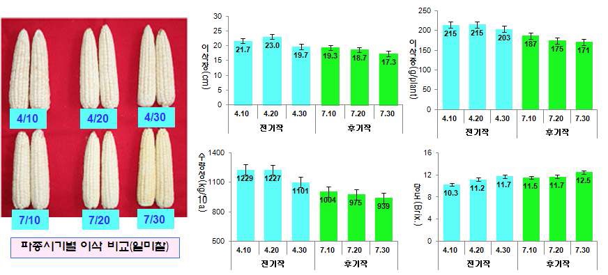 그림 6. 파종시기별 수량관련 형질 비교(일미찰)