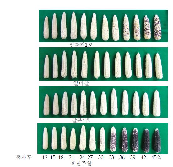 그림 5. 후기작 재배 (7월 20일) 찰옥수수의 출사 후 일수별 이삭 비교