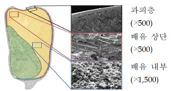 그림 11. 전자현미경을 이용한 찰옥수수 관찰 부위