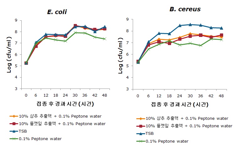그림 1. 상추, 들깻잎 추출액(10%)에서 E. coli와 B. cereus의 생장