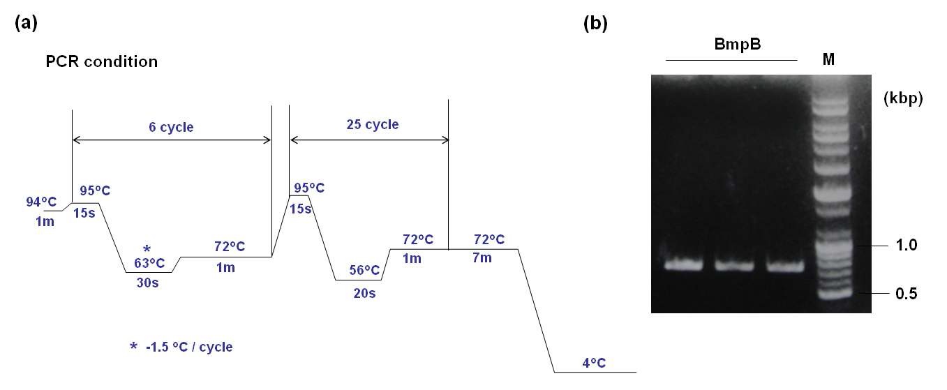 그림8. PCR을 이용한 BmpB 유전자의 클로닝