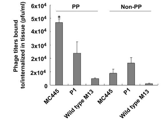 그림11. M cell targeting peptide (MC445)를 coding하는 phage의 Payer's patch 부착 및 targeting 능력 검정.