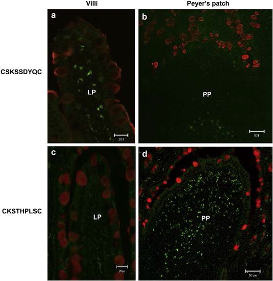 그림12. M cell targeting peptide, CKS9 (CKSTHPLSC)의 Payer's patch 특이적 부착 및 투과 능력 검정