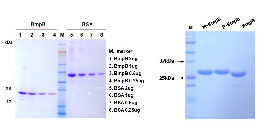 그림15. Ni+2 affinity chromatography를 이용한 항원 단백질 정제 결과