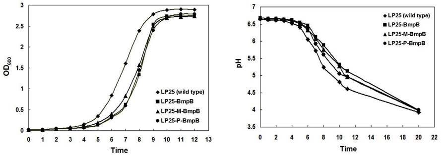 그림16. 항원 단백질 발현 재조합 유산균의 growth 및 pH curve