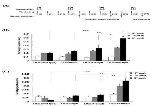 그림20. 개발된 유산균 경구 백신을 이용한 immunization 스케쥴 및 모델 동물에서의 면역증진 효과 검증 결과