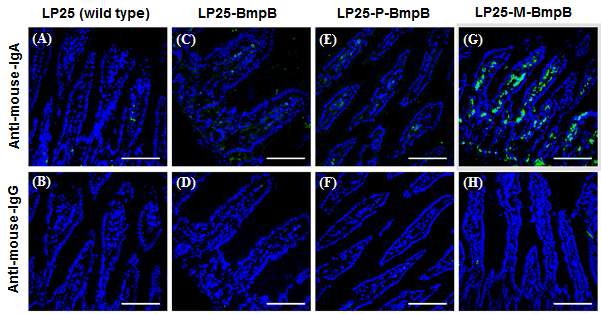 그림21. 면역조직화학기법(Immunohistochemistry)을 이용한 소장 villi에서의 IgA commited B cell의 관찰 결과