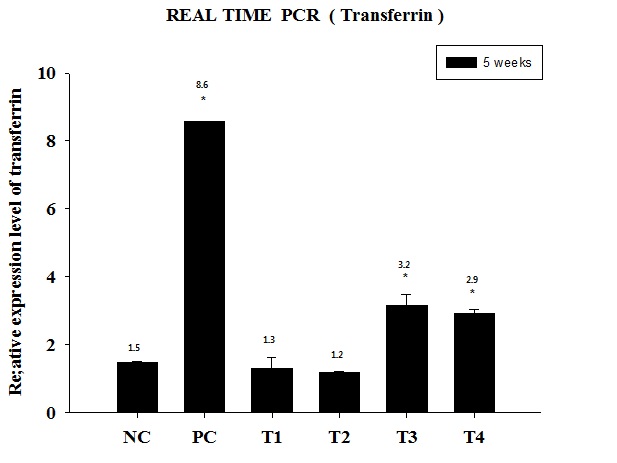 그림 13. 식물 추출물 및 면역증강제 급이에 따른 백혈구 내에서의 트랜스페린 발현 변화