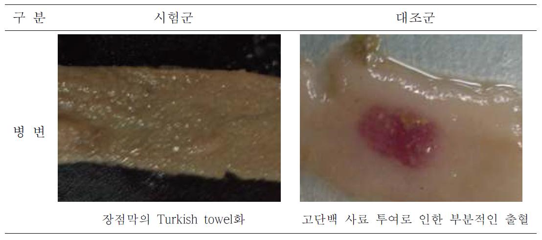 육계 소장의 육안적 병변 소견