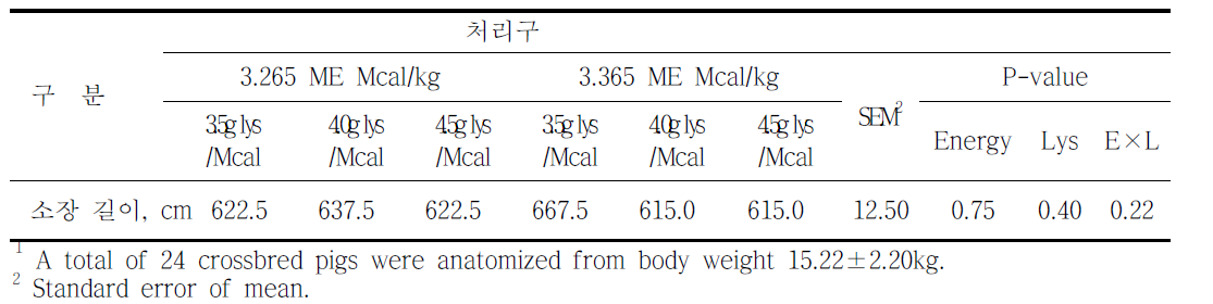 라이신:에너지 비율이 소장의 길이에 미치는 영향