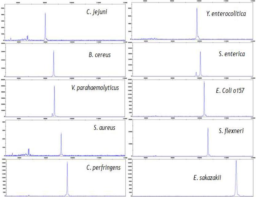 식중독균 10종의 CE-SSCP 이용 개별분석