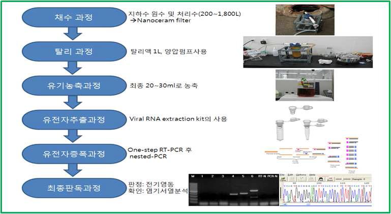 지하수에서 바이러스 검출을 위한 모식도