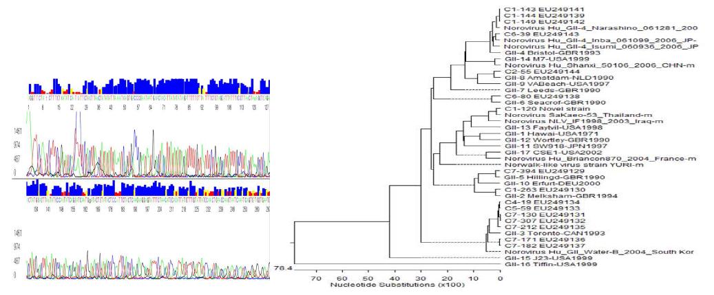 염기서열 분석 후 계통 분석한 phylogenetic tree