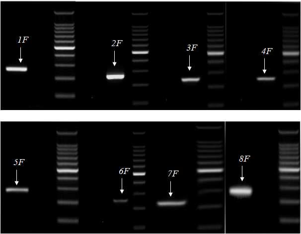 제작된 노로바이러스(GI) Primer를 사용하여 RT-PCR 후 전기영동