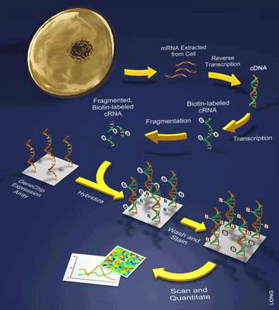 oligonucleotide microarray chip