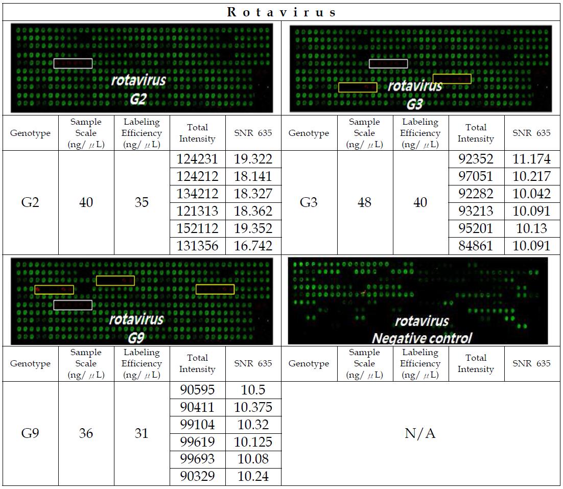 Microarray chip 프로브와 로타바이러스의 GenePix 반응 결과