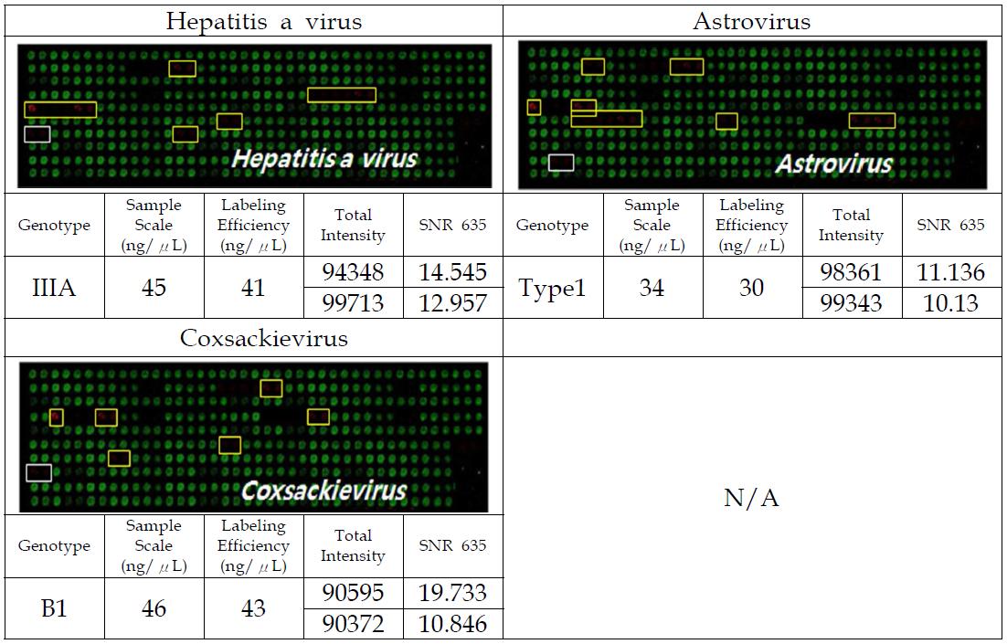 HAV, 아스트로바이러스, 콕사키바이러스의 GenePix 반응 결과