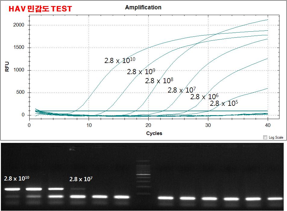 상단 : Multiplex Real-time PCR (2.8 x 1010 ~ 2.8 x 105) 하단 : Conventional PCR (2.8 x 1010 ~ 2.8 x 107)