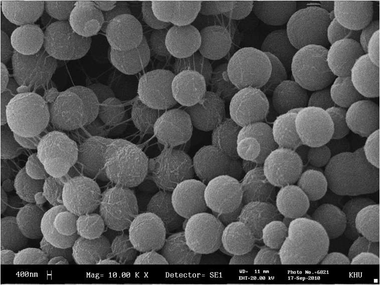 Amylosucrase 효소를 이용한 SWNT-Amylose 복합체 합성 반응 3시간 후의 결과를 주사전자현미경 (SEM) 으로 관찰한 사진