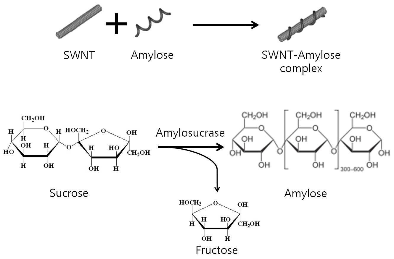 SWNT-Amylose 복합체 합성 및 Amylosucrase의 반응 기작을 나타낸 모식도