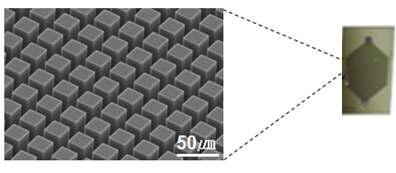 마이크로 사이즈의 기둥(Pillar)이 배열된 마이크로 칩 및 기둥 배열의 주사전자현미경(SEM) 이미지