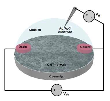 탄소나노튜브 기반의 전기적 검출시스템 모식도