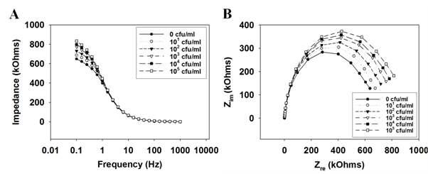 HA가 기능화된 금전극 immunosensor에 항원-항체 반응으로 타겟 미생물인 E. coli O157:H7을 0~105 CFU/mL의 농도범위에서 처리하고 측정한 임피던스 값을 Bode plot(A) 및 Nyquist diagram (B)로 나타낸 결과