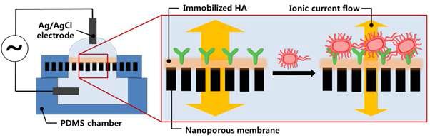 HA가 기능화된 nanoporous membrane 기반의 immunosensor의 작동 모식도.